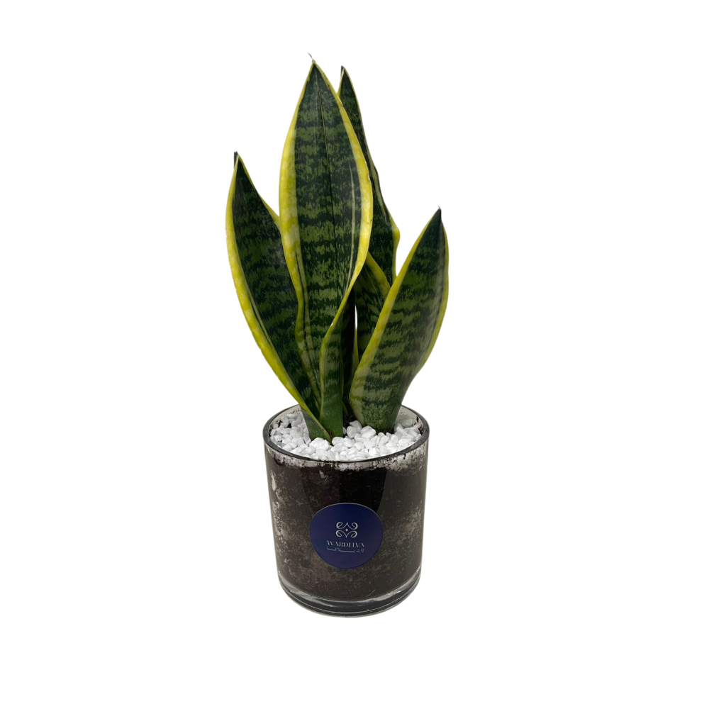 جلد النمر – Sansevieria