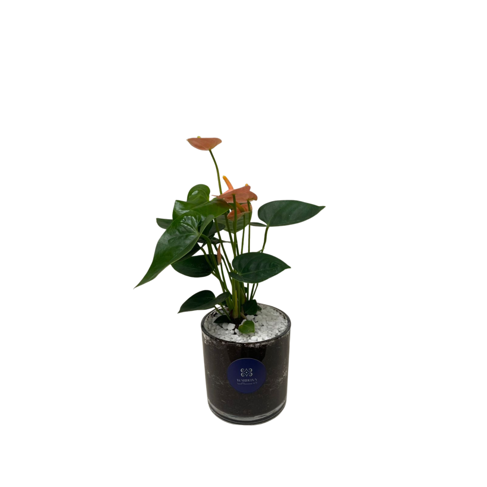 انتوريوم وردي – Pink Anthurium