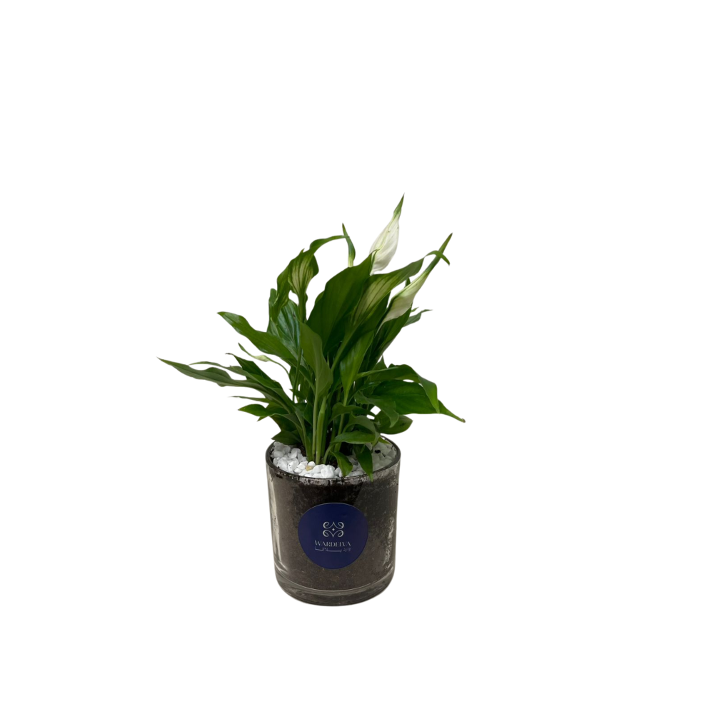 نبتة الهدب السلام – Peace Lily