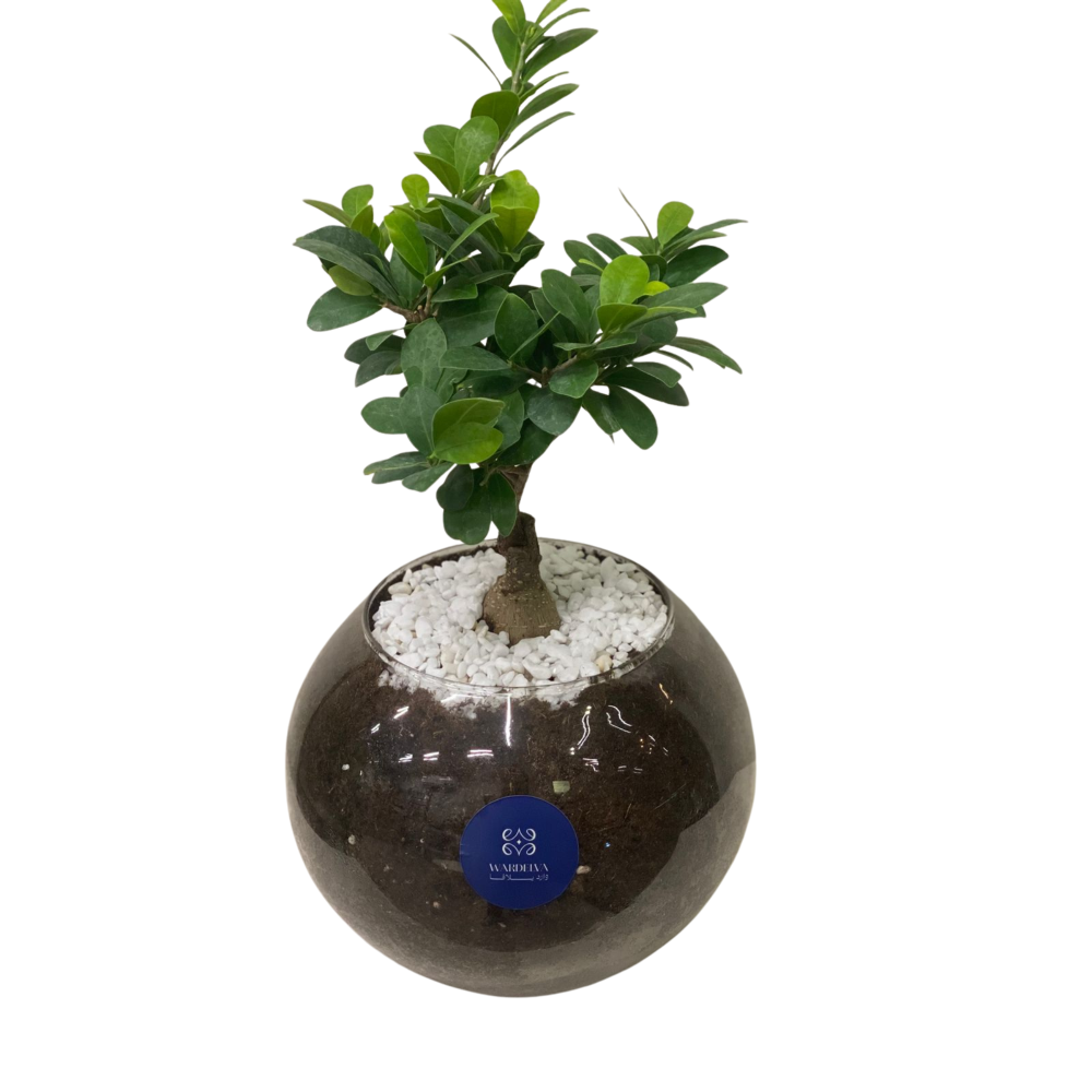 بونساي الفايكس – Ficus Bonsai