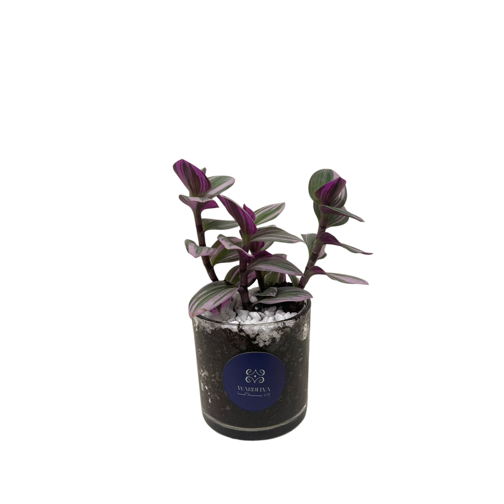 نبتة ترادسكانتيا – Tradescantia Nanouk