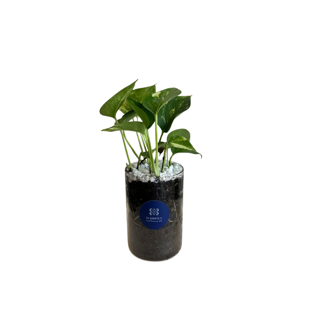 نبتة البوثوس – Golden Pothos
