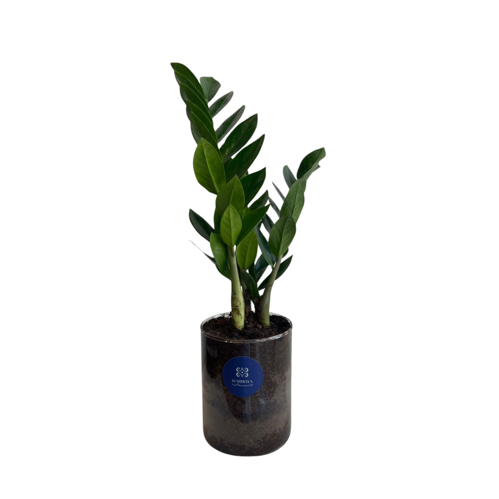 نبتة الزاميا– Zamia Plant